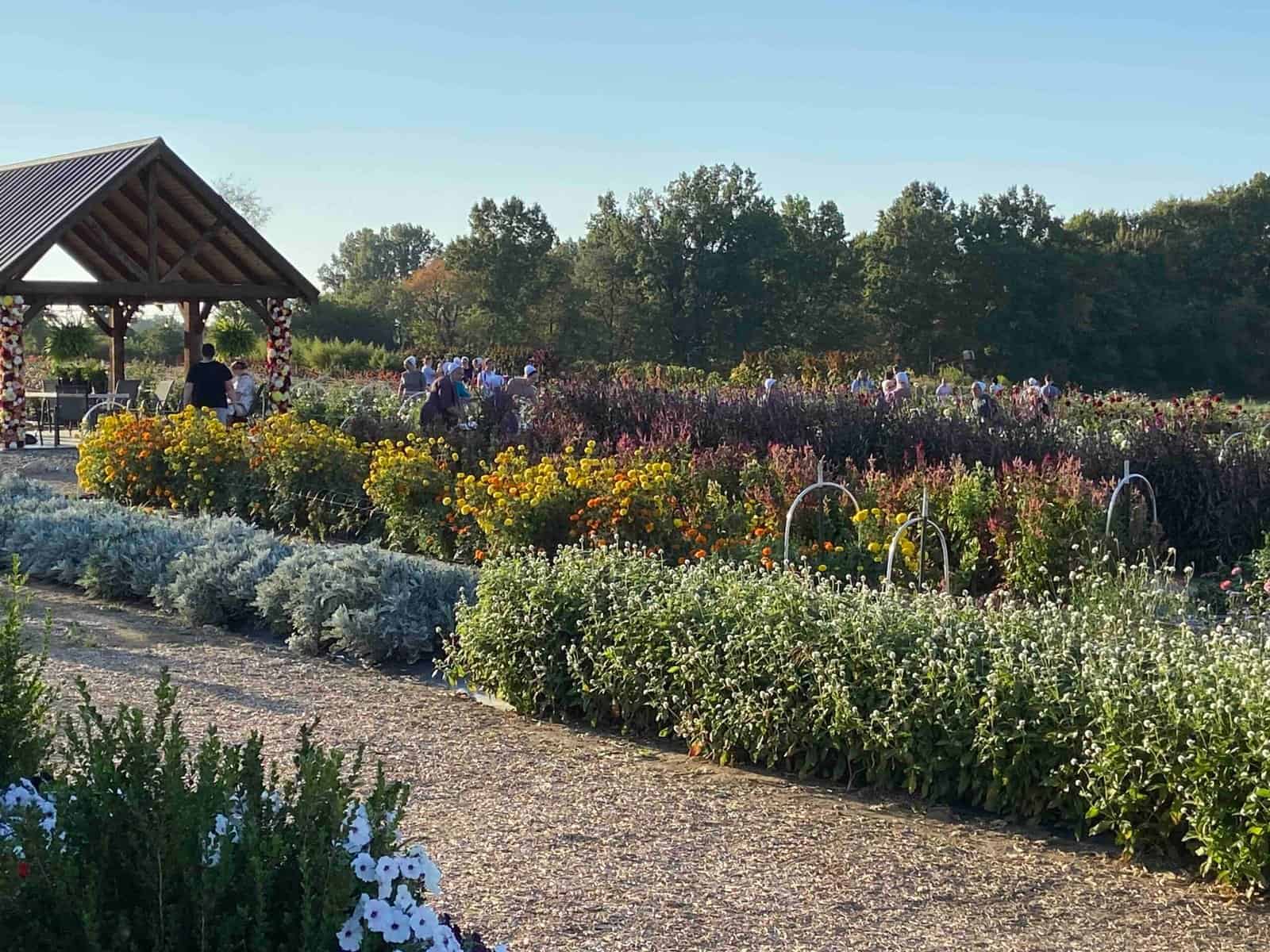 Pick and Sip Events at Sunshine Flower Farm in Apple Creek Ohio