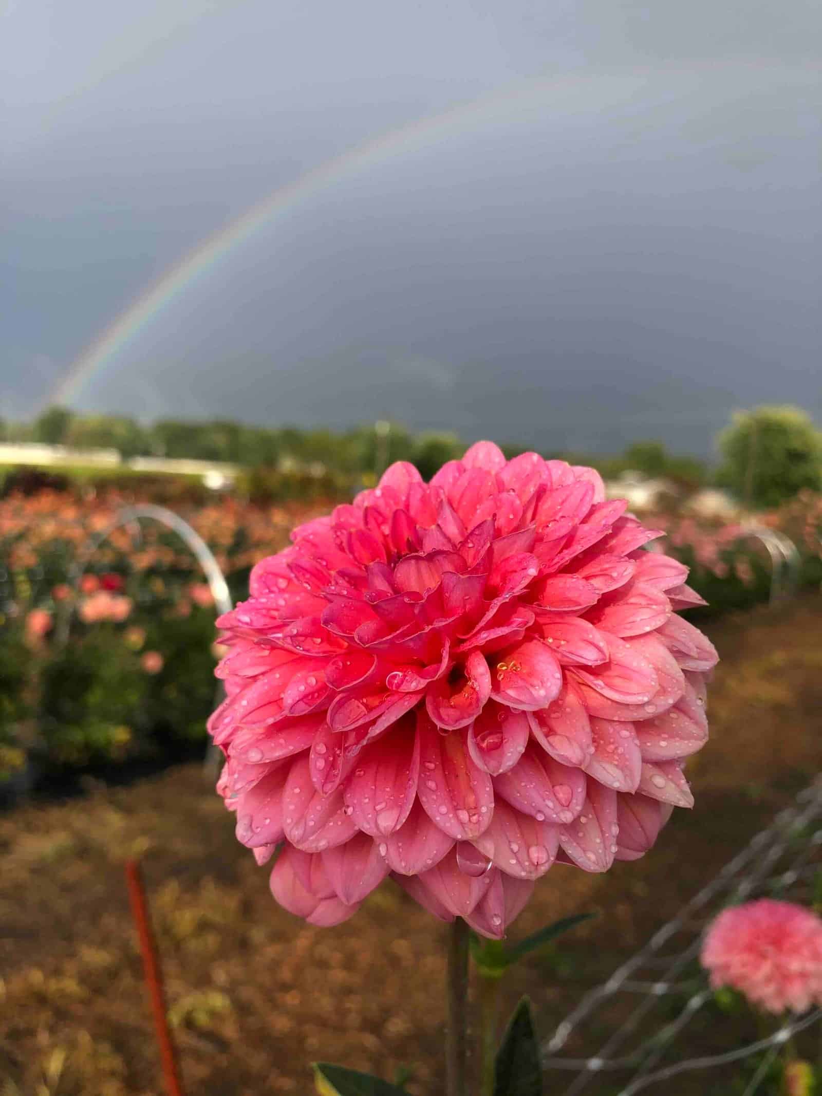 Pink Dahlias at Sunshine Flower Farm in Apple Creek Ohio