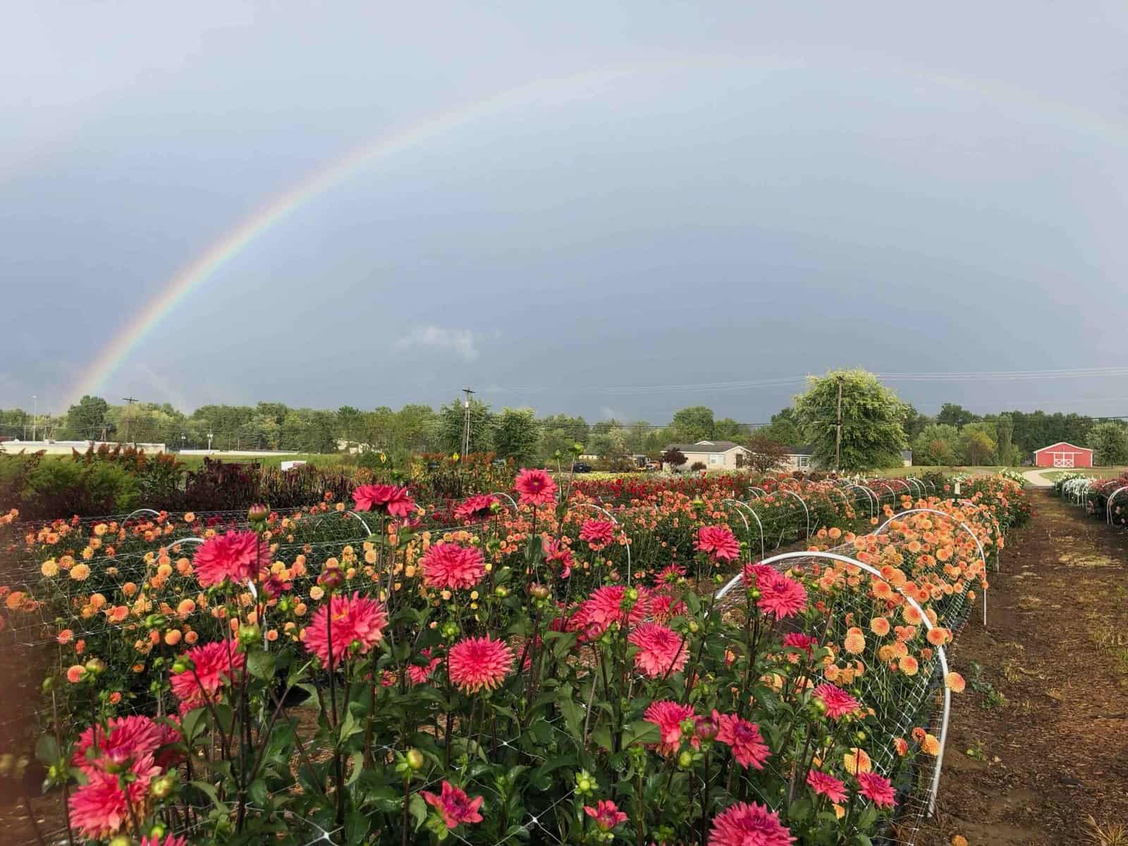 Rainbow over You Pick Flowers at Sunshine Flower Farm in Apple Creek Ohio