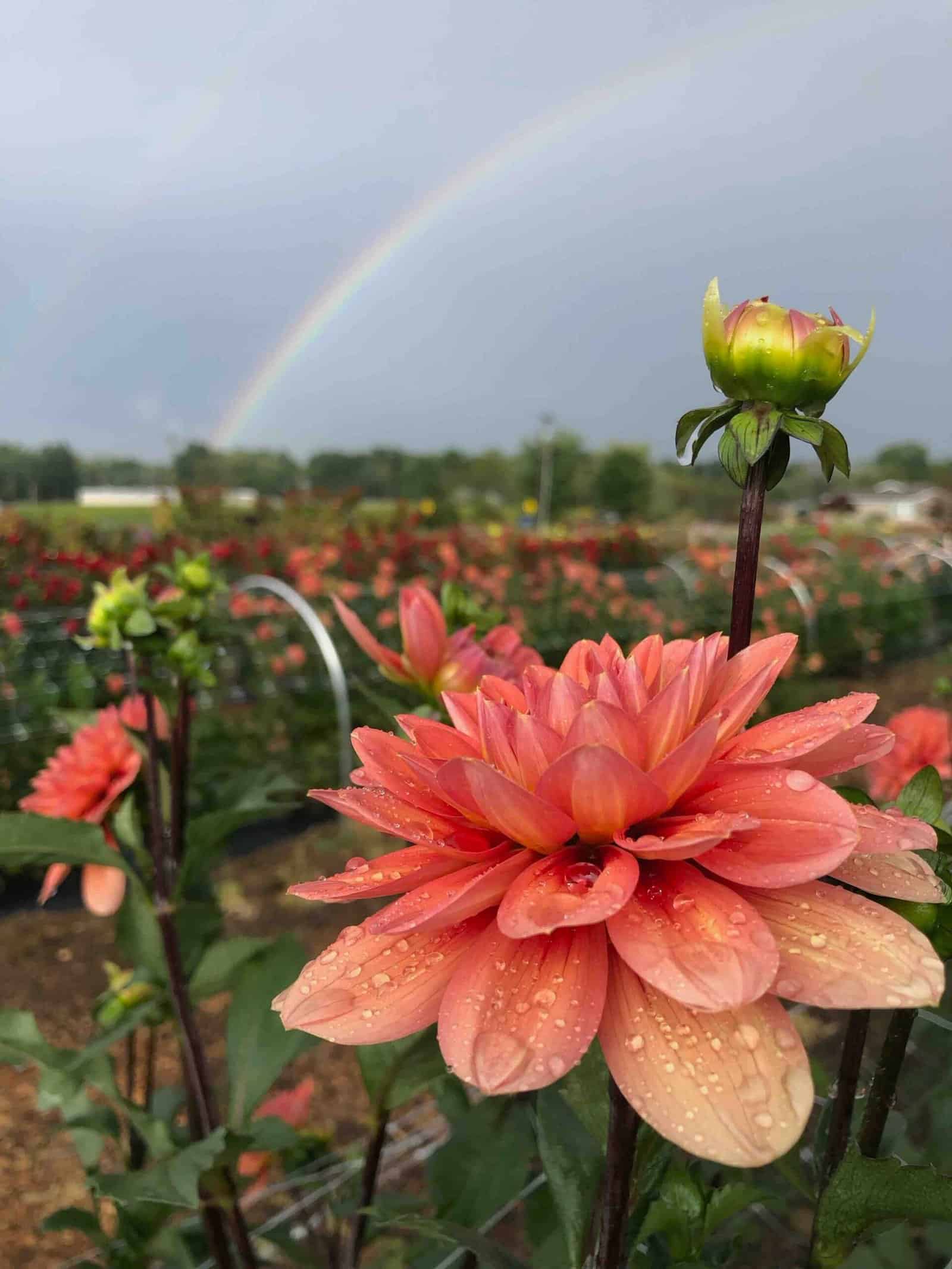 Dahlia+Rainbow at Sunshine Flower Farm in Apple Creek Ohio