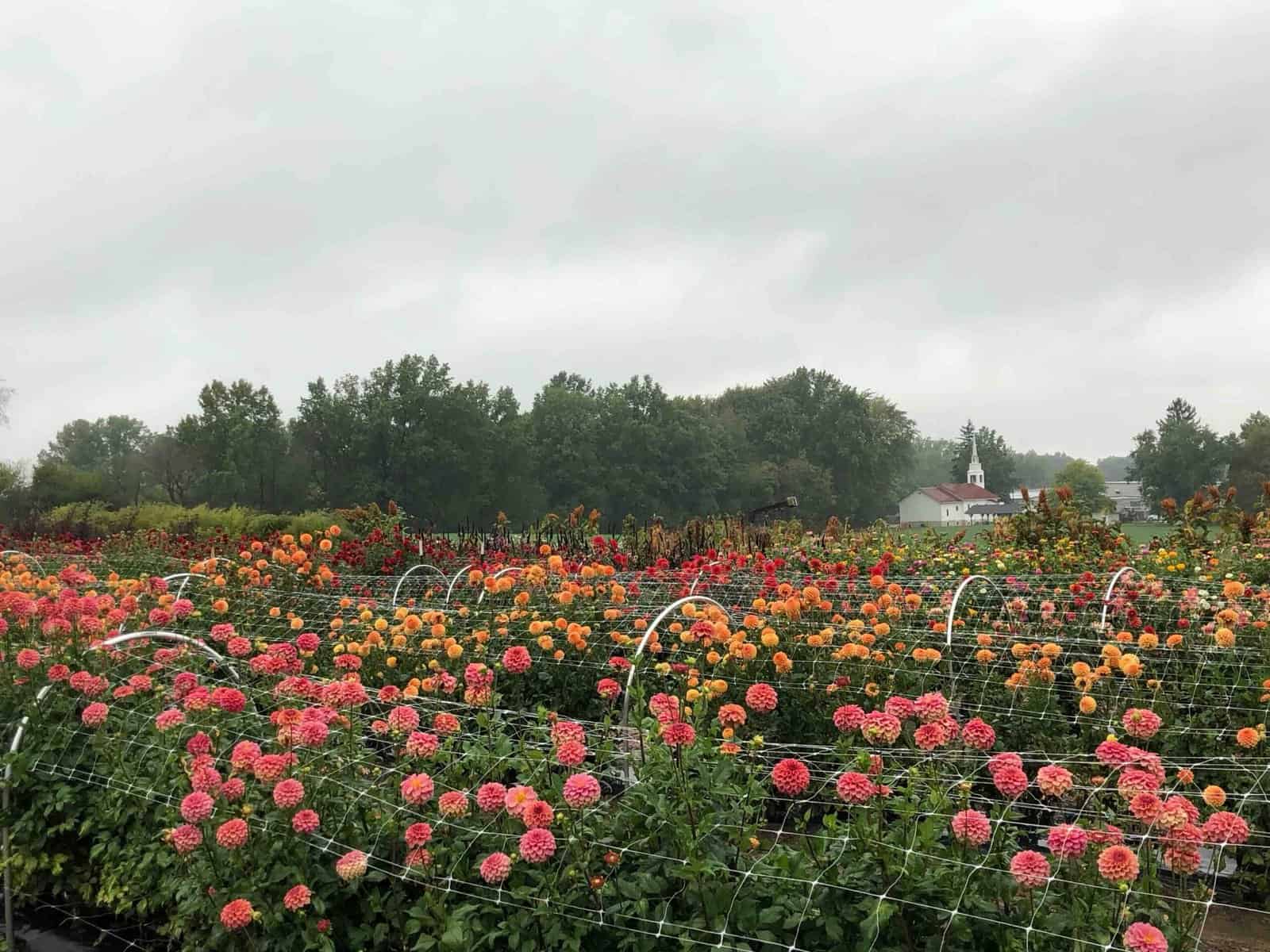 Explore Flower Fields at Sunshine Flower Farm in Apple Creek Ohio