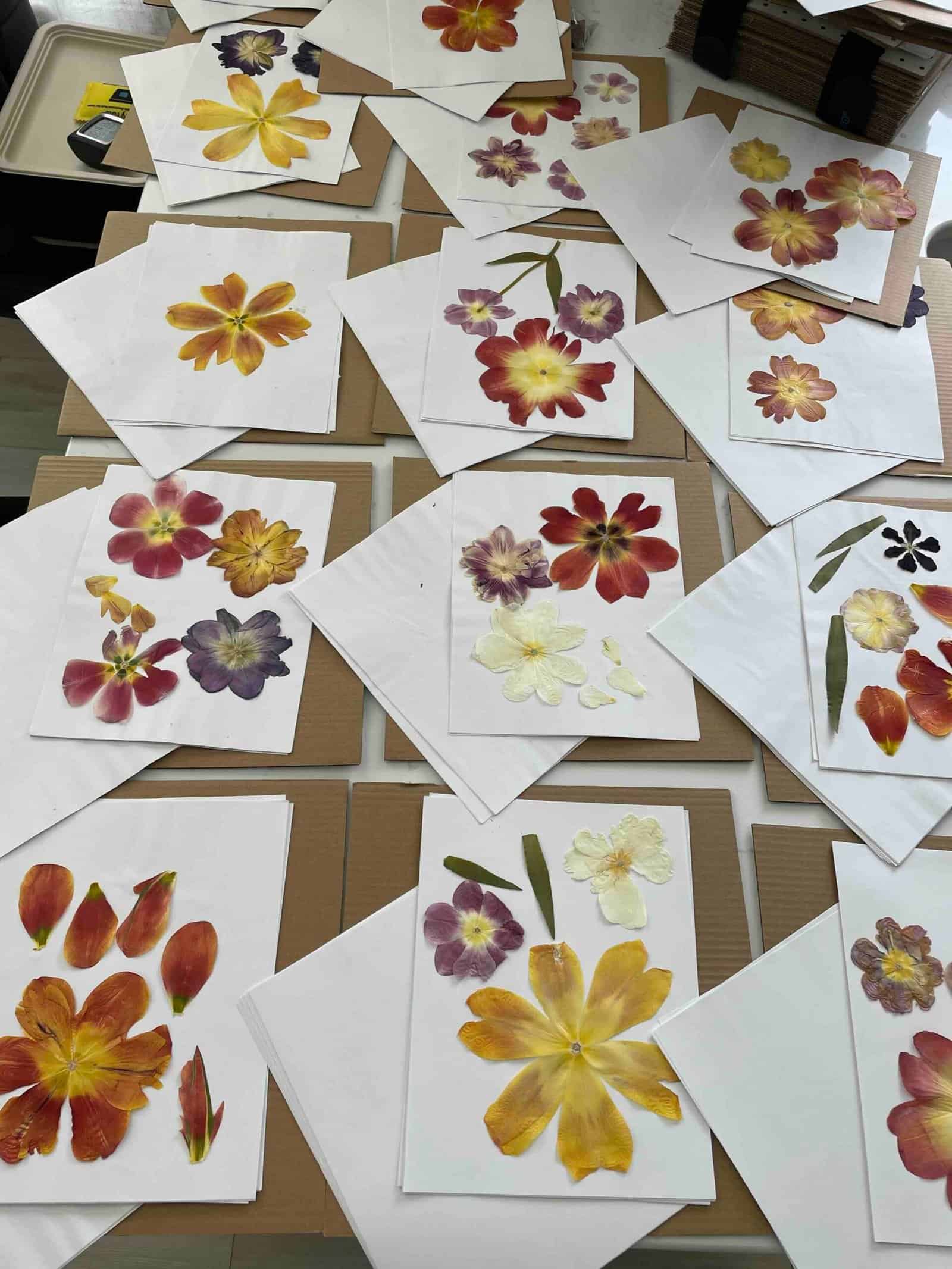 Dried Flowers at Sunshine Flower Farm in Apple Creek Ohio